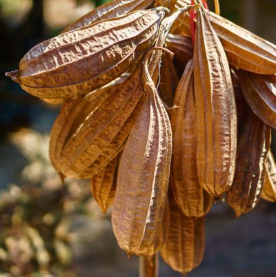 dried loofah gourd