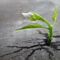 A green seedling pushing up through a crack in dry ground