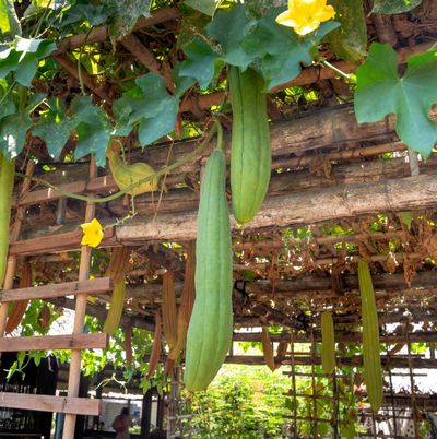 Loofah growing on a vine