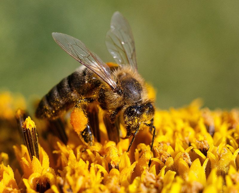 The Importance of Honeybees: How to keep our bees buzzing!