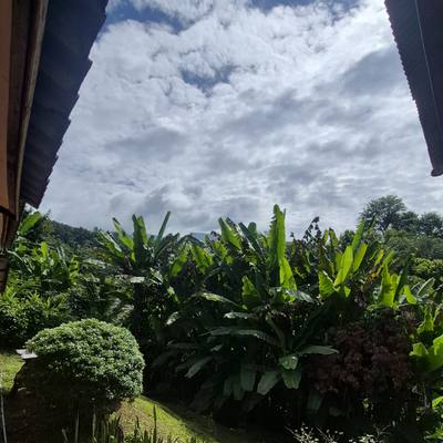 Banana trees and shrubs in the garden at SuperBee HQ, under a cloudy sky