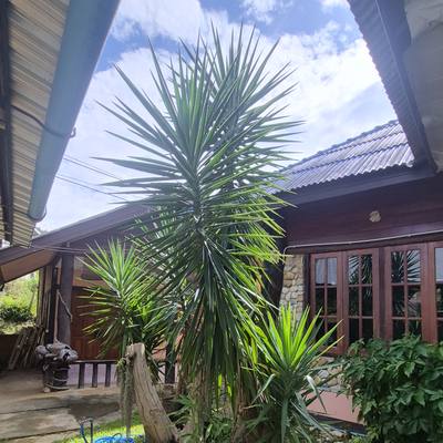 A tall yucca in front of the workshop porch at SuperBee HQ